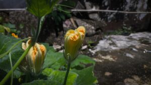 Samsung Galaxy A55 vs POCO X6 Pro: Qual o verdadeiro "Rei dos Intermediários" em 2026?